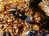 herbstlich24