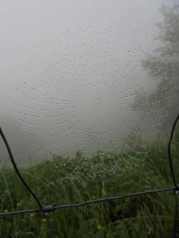 waldtage24