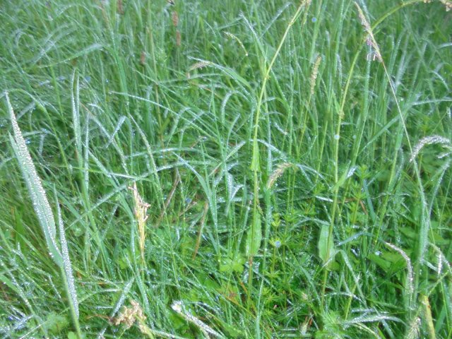 waldtage24