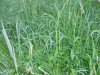 waldtage24